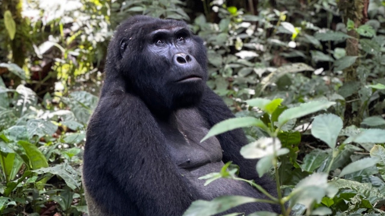 A Journey To Uganda's Mountain Gorillas